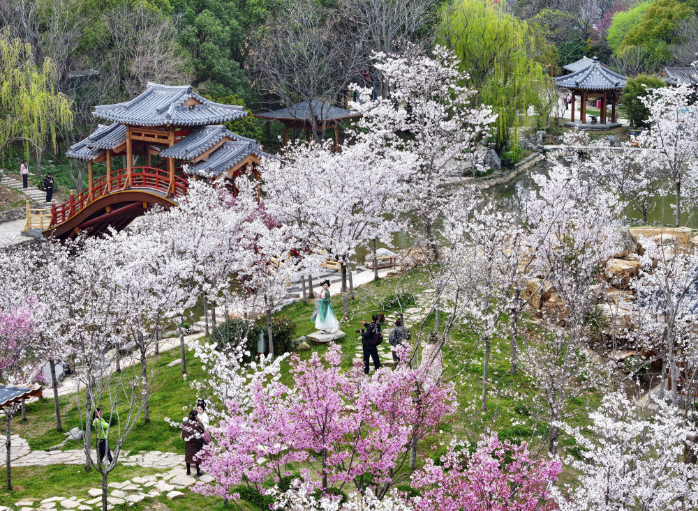 3月22日,游人在湖北省襄阳市盛世唐城景区樱花园内赏花游玩(无人机照片)。新华社发(杨东摄)