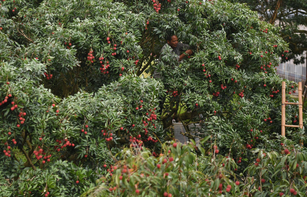 果农在广东茂名高州名园生态园采摘荔枝(2025年6月4日摄)。新华社记者 邓华 摄