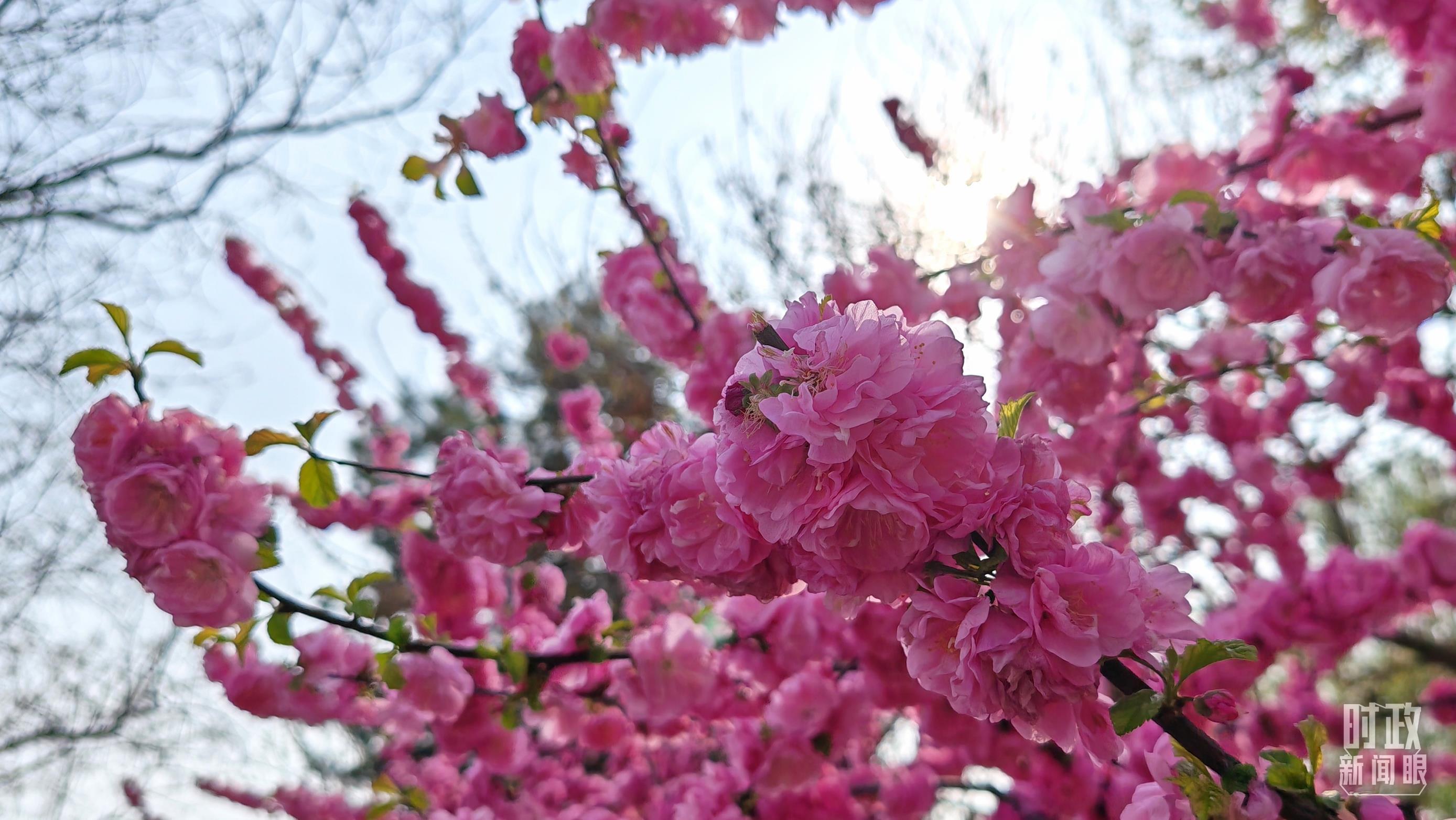 △京华大地，春意正浓。（总台央视记者郭鸿拍摄）