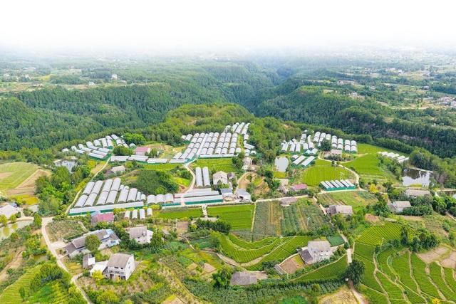 东溪镇猕缘家庭农场高端有机红心猕猴桃种植基地。 苍溪县融媒体中心记者 詹磊 摄