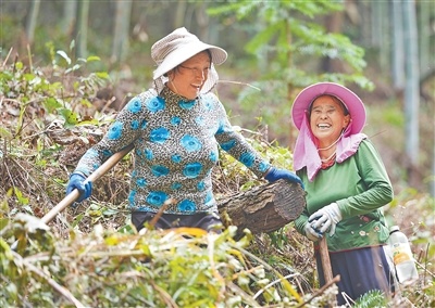 今年秋季,村里开始发展林下经济,套种黄精。严花香(右)和胡页玉等村民积极响应村里号召,清理林下杂草。
