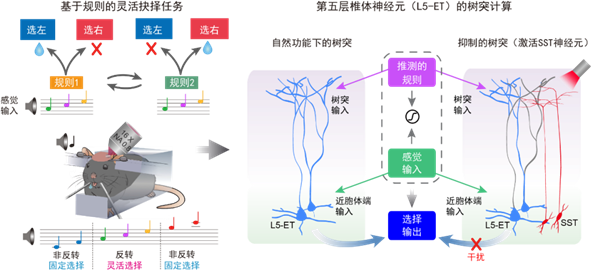 人脑为啥比AI更灵活?中科院找到大脑灵活决策底层奥秘