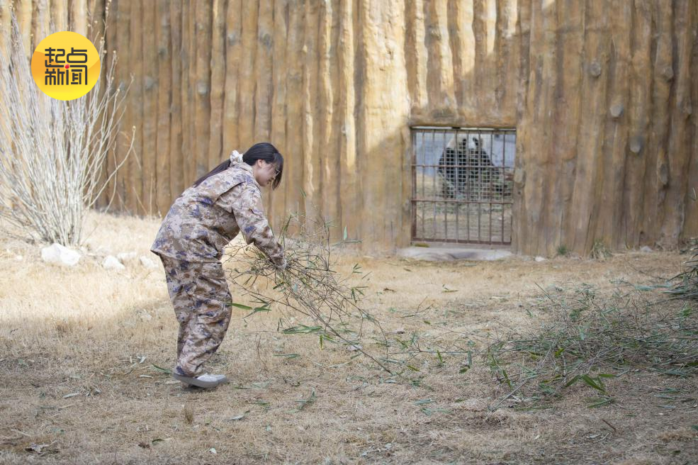 杨丽在整理竹子