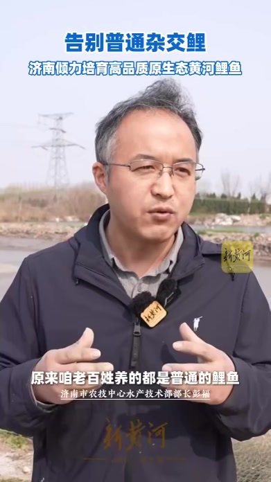 告别普通杂交鲤，济南倾力培育高品质原生态黄河鲤鱼