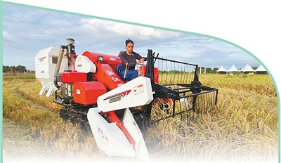 在巴西阿波迪的一处稻田里，一名巴西妇女在家庭农场操作中国生产的水稻联合收割机。　　迪奥任塞&middot;诺夫雷加摄