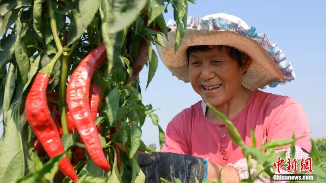 图为鸡泽县椒农正在采摘辣椒。 王超 摄