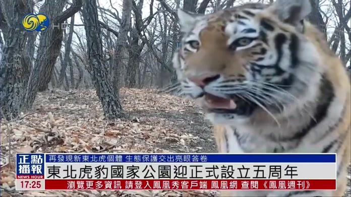 东北虎豹国家公园迎正式设立五周年