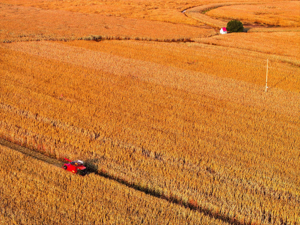 农机手驾驶收割机在内蒙古自治区通辽市科尔沁区丰田镇收割玉米(2025年10月14日摄,无人机照片)。“十四五”时期,粮食总产量由2021年的1.37万亿斤增至2025年的1.43万亿斤,连续两年站稳在1.4万亿斤的台阶。