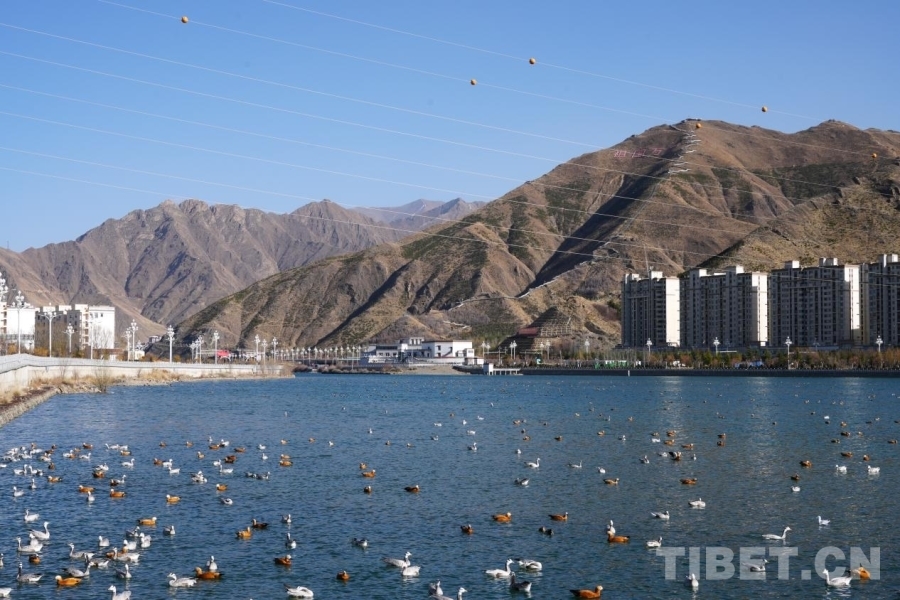 现代化的城市楼宇与连绵的群山相依,成群的斑头雁、赤麻鸭在拉萨河中游弋,勾勒出人与自然和谐共生的高原图景。 摄影:张艺彤