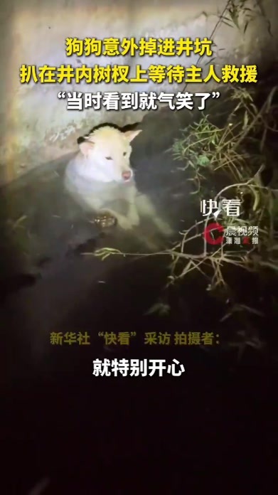 狗狗坠井趴树杈上淡定等主人救援
