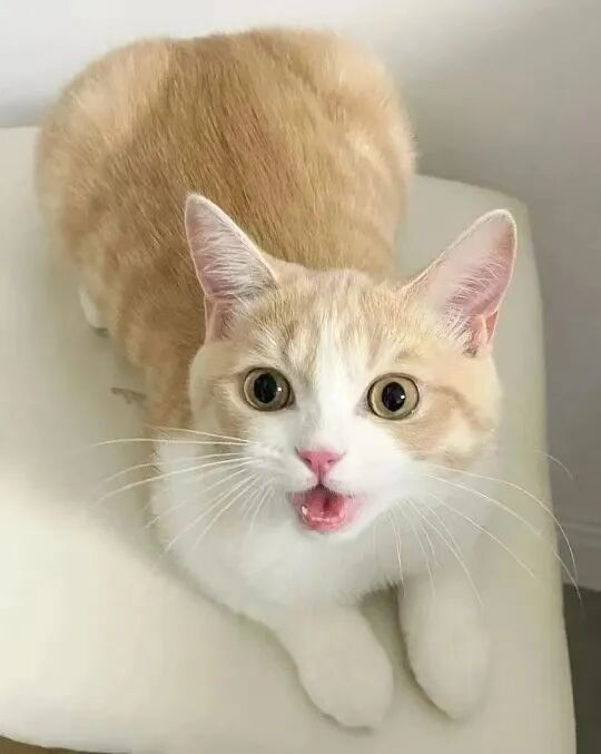 小猫尚尚，一直被老尚当做朋友圈封面图