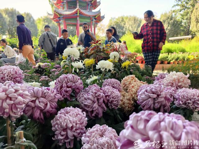 10月5日,游客在游园赏花。