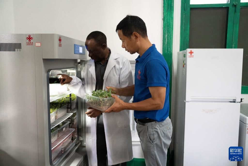 3月27日，在莫桑比克马普托省，中国援莫桑比克第四期高级农业专家组种子专家和当地技术员在种子实验室开展种子质量检测。新华社记者 刘杰 摄