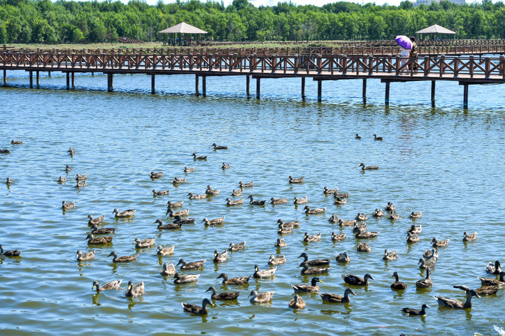 2024年8月26日，游客在查干湖野鸭岛游览。截至2025年5月9日，查干湖实施湿地保护与恢复项目24个，保护区湿地面积达517.2平方公里，成为全球九大候鸟迁徙路线的“能量补给站”。随着观鸟、拍鸟热潮兴起，“观鸟经济”为当地文旅注入新活力。