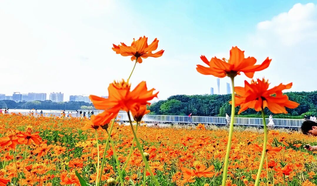 海珠湖花海(赵晓伟)4.jpg