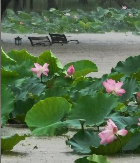 积水淹没休闲椅