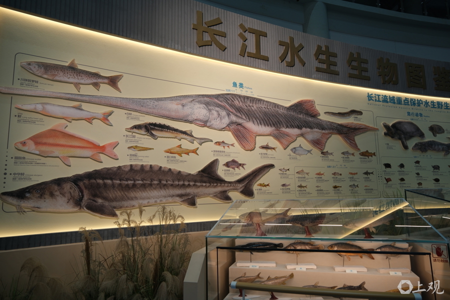 长江水生生物图鉴 郜阳 摄