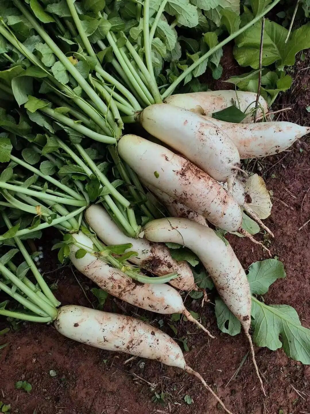 钟敏与缪睫坚持不用农药种出的萝卜 | 受访者供图