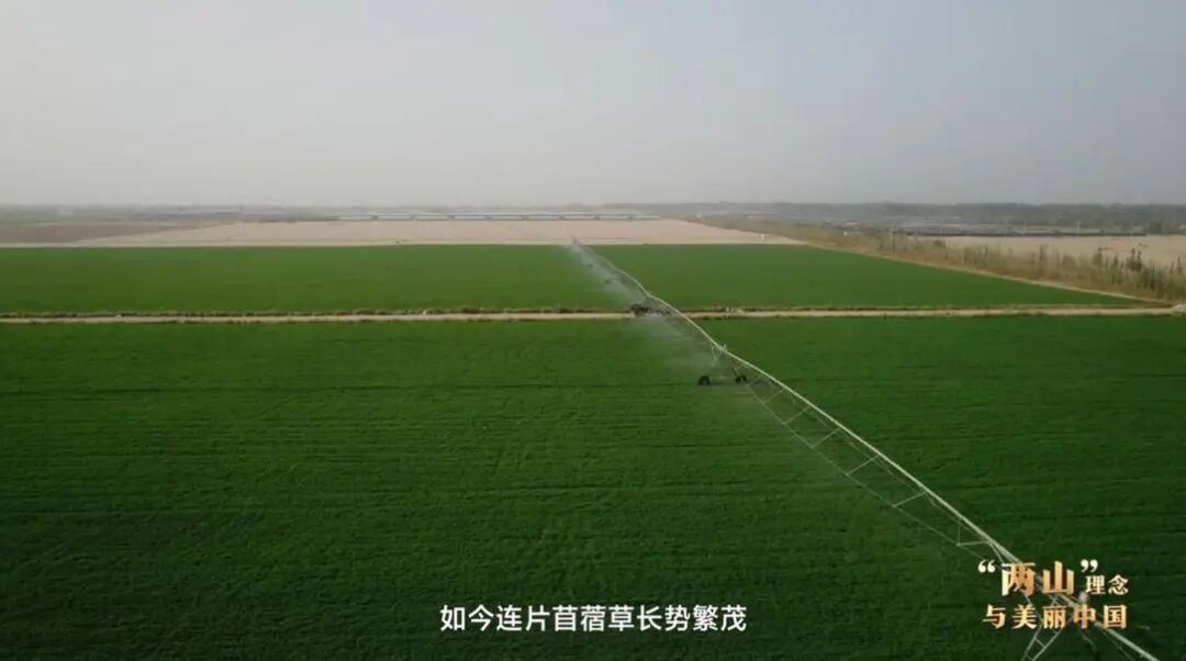 “两山”理念与美丽中国丨塔克拉玛干边缘，种出万亩“致富草”