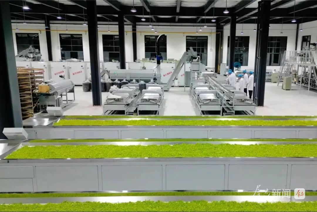 商南县富水镇双山茶园加工厂的智能化生产线。（资料照片）