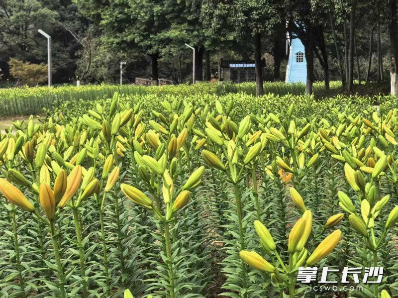 秋花铺满园。均为景区供图