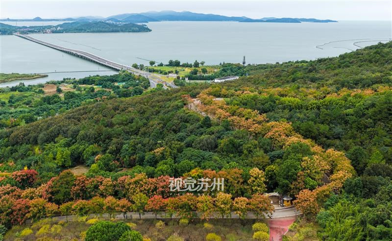 9月27日，秋色渐浓，太湖渔洋山公路旁的栾树迎来最佳观赏期。绿叶、黄花、红果缀满枝头，S形公路在其中蜿蜒向前，俨然太湖沿岸一道靓丽风景线。