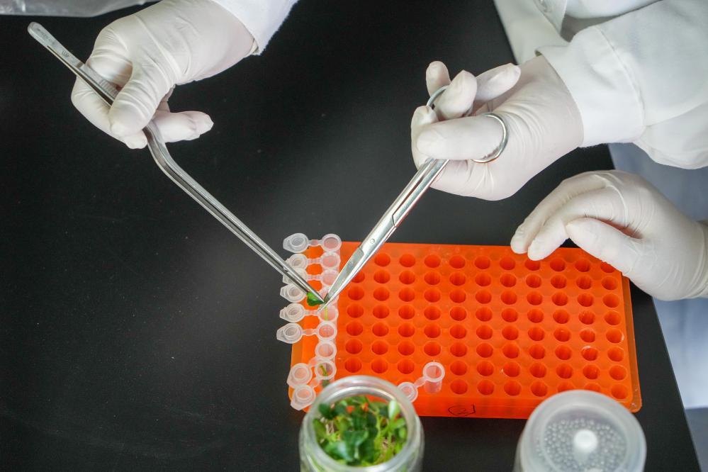 4月1日，寿光蔬菜种质资源库的工作人员在育种实验室工作。