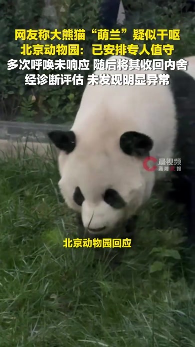 网友称大熊猫“萌兰”疑似干呕，北京动物园：已安排专人值守，未发现明显异常