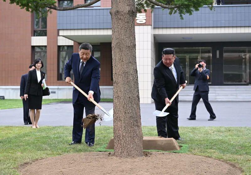 △2026年6月9日,朝鲜劳动党中央干部学校,习近平总书记和金正恩总书记共同种下一株枞树。