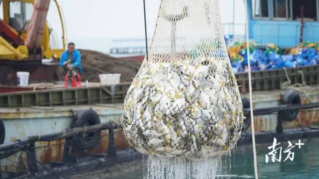 湛江金鲳鱼捕捞现场。