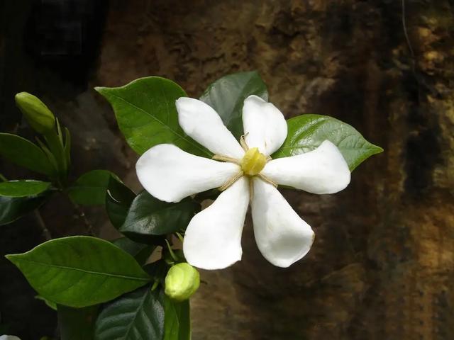 栀子花