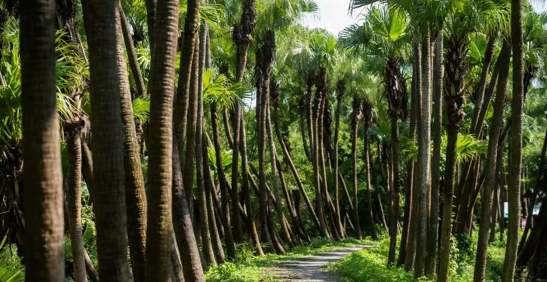 视频丨五一假期，跟着电影打卡粤港澳，太好拍了！