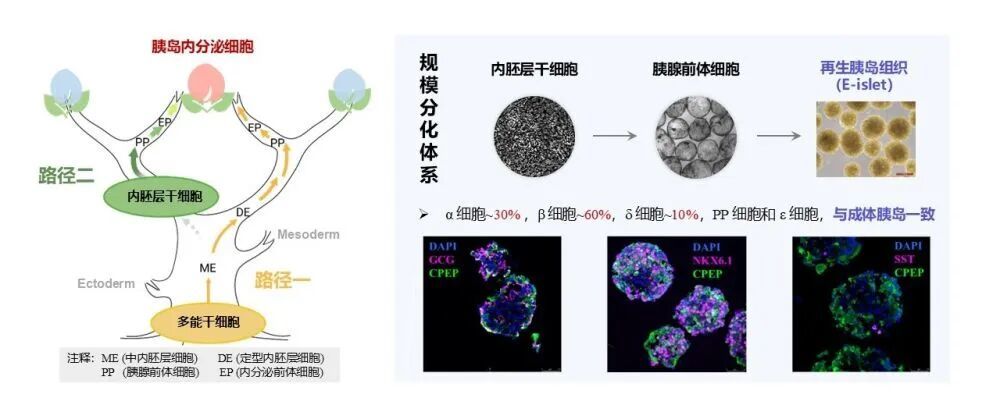 基于内胚层干细胞的胰岛体外再造技术示意图。（中国科学院分子细胞科学卓越创新中心提供）