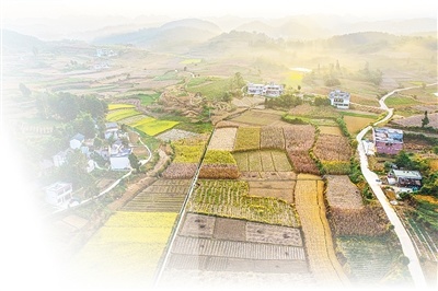 绘就多彩丰收图景