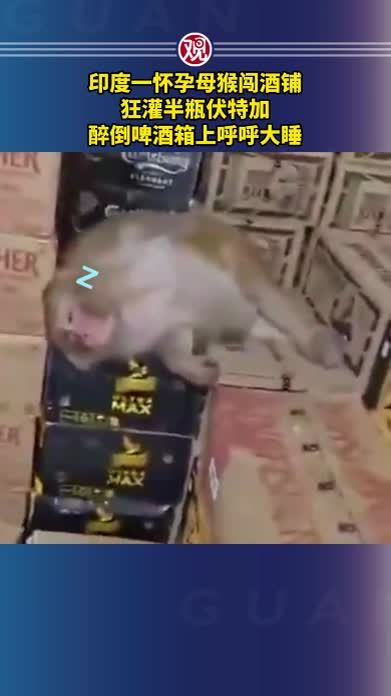 印度一怀孕母猴闯酒铺，狂灌半瓶伏特加，醉倒啤酒箱上呼呼大睡