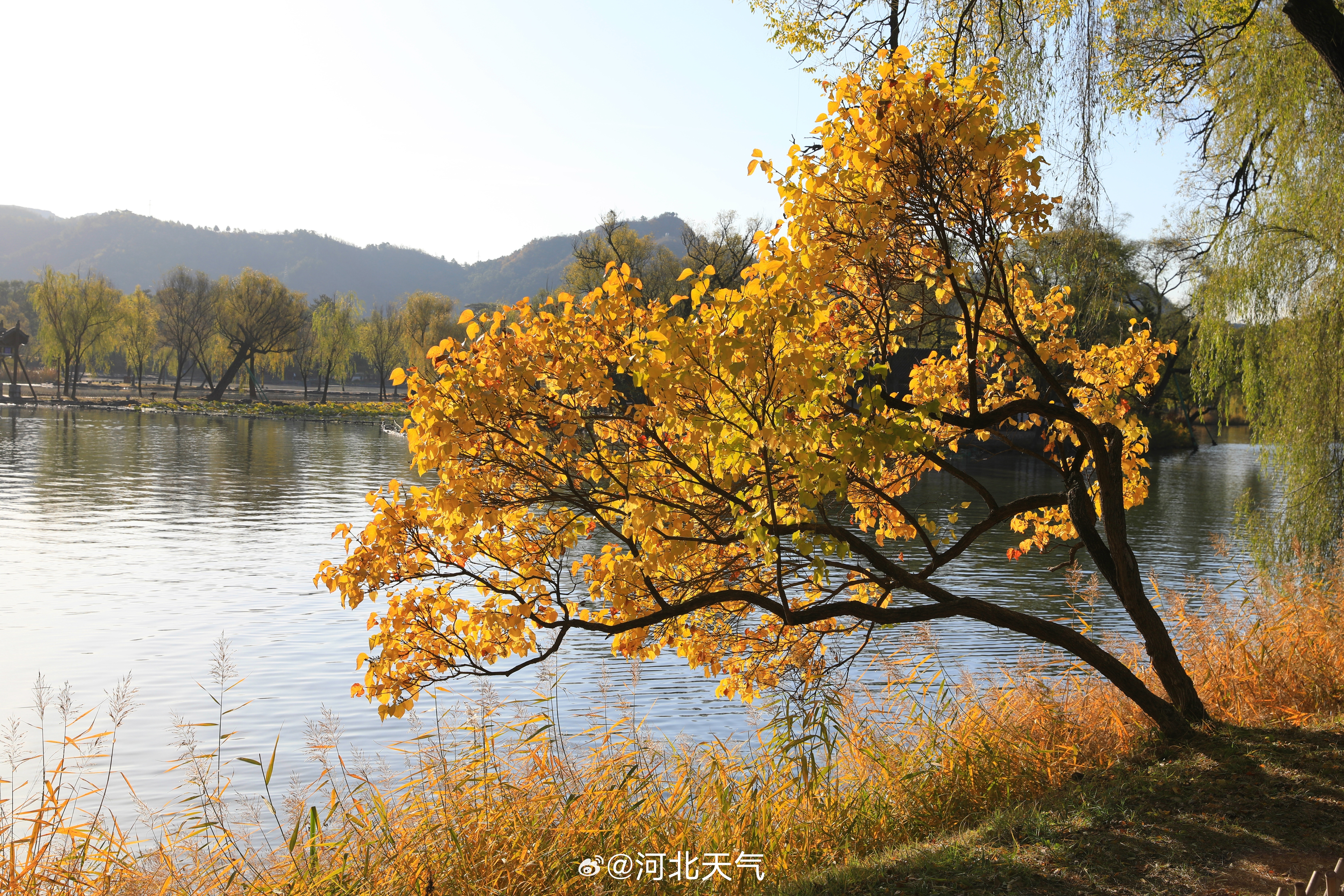 #大美河北气象万千# 霜降时节，承德群山被秋色染遍，金黄与赤红彼此映