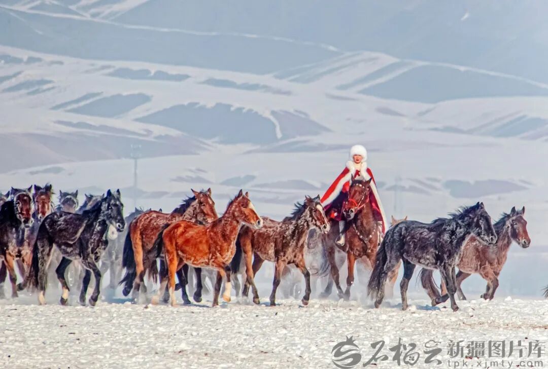 2020年12月31日,贺娇龙在昭苏县天马旅游文化园策马雪原,为家乡宣传。李文武摄