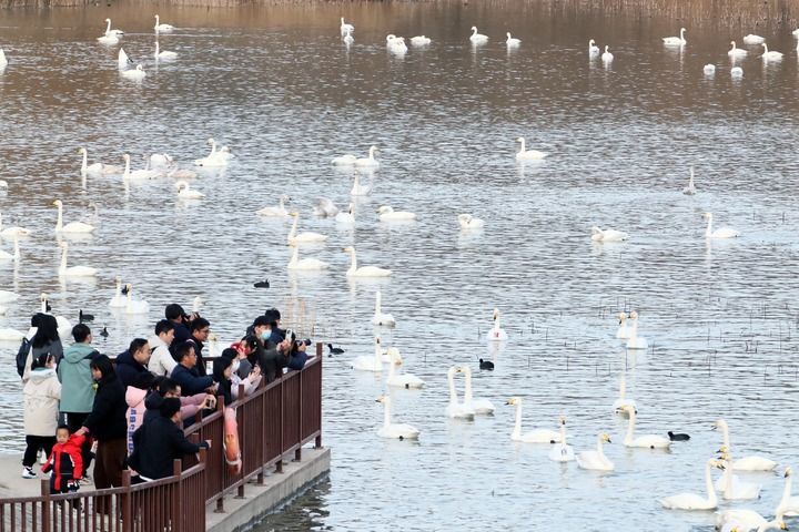 2025年12月20日,游人在河南省三门峡市天鹅湖国家城市湿地公园观赏天鹅。新华社发(牛书培 摄)