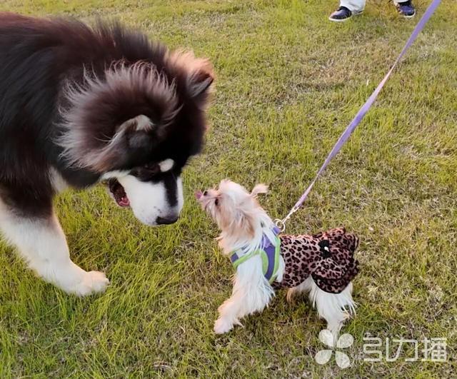 萌宠之间亲密互动。