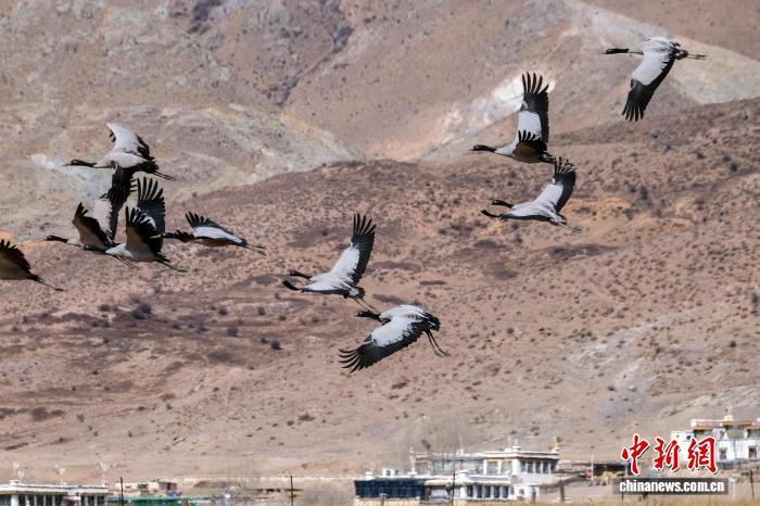 2月8日，一群越冬黑颈鹤飞过拉萨市林周县春堆乡卡东村上空。中新社记者 江飞波 摄