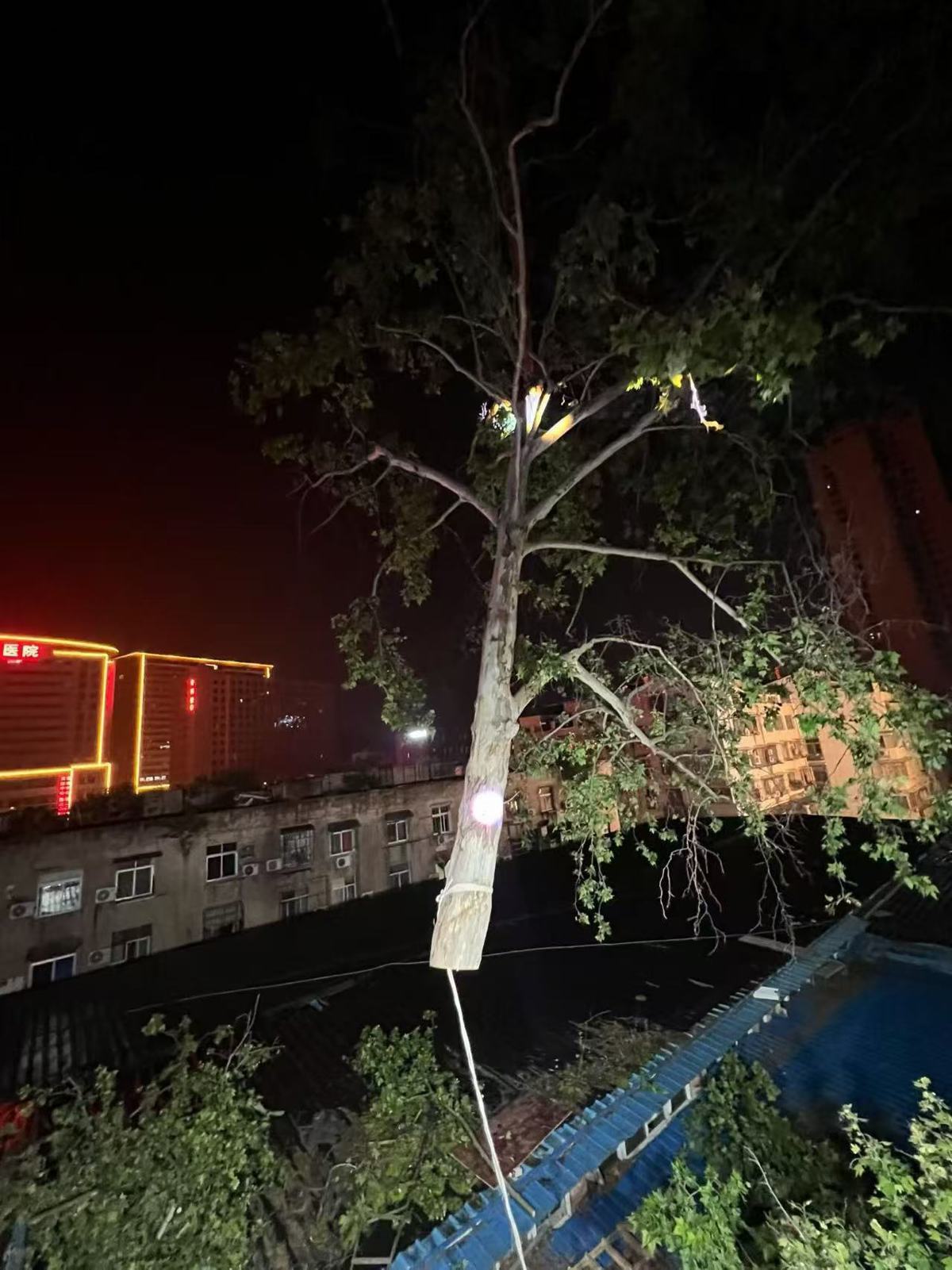 吊离大树现场2.jpg