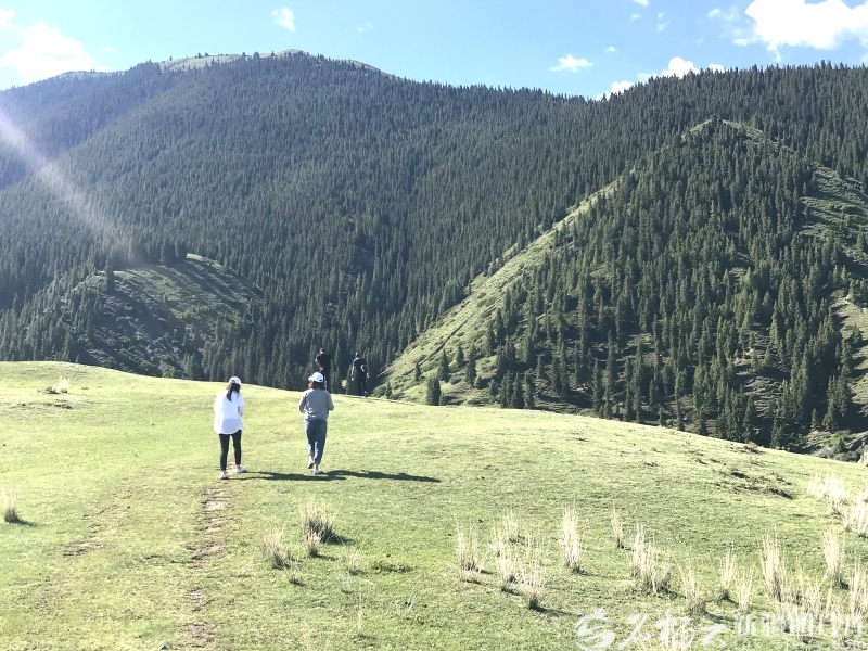 乌鲁木齐南部山区的森林（资料图片）。石榴云/新疆日报记者 曹华摄