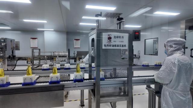 图为尧舜牡丹智造研发基地牡丹籽油压盖工序。