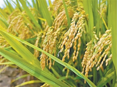  丰收时节，看稻香里的新品种（经济新方位） 