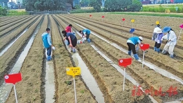 闽江河口湿地举办“我为候鸟添美食”生态农业开田活动。郑茂凯摄