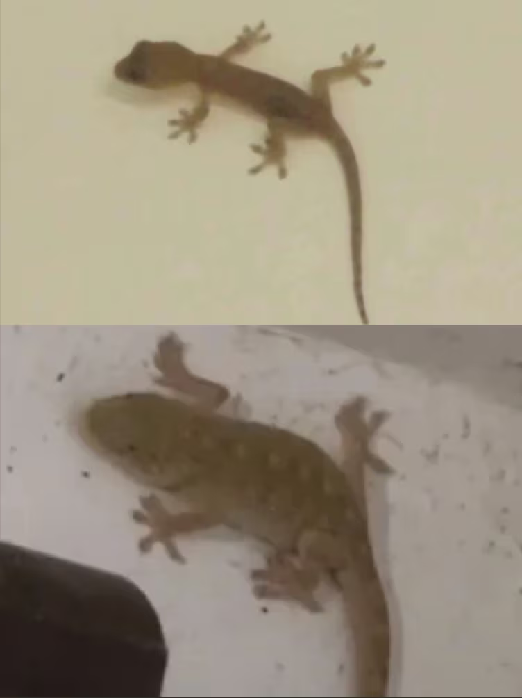 普通人家的壁虎(上)和姥姥家的壁虎身型对比(下)(PS:壁虎吃蟑螂)