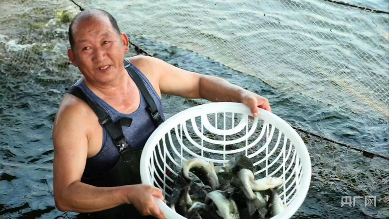 养殖户捕捞鲈鱼 (央广网发 徐慧梅 摄)