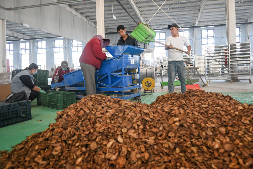 在新疆阿克苏鑫奕泽农业科技有限公司，工人在分拣肉苁蓉切片（4月14日摄）。　 新华社记者 丁磊 摄