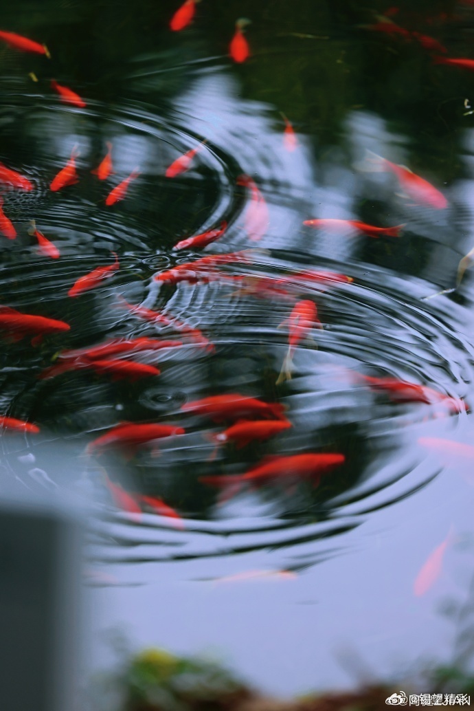 #你早,无锡# 细雨漫过鼋头渚江南兰苑，青瓦滴响，翠竹含烟~#行摄无