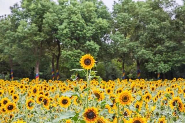 ○武汉郁金香主题公园秋季花展将至当天（9月16日）认真启幕，十余种向日葵同期灵通，搭配三角梅、粉黛、波斯菊等花草，花期可执续统统这个词秋季。（图/武汉郁金香主题公园）